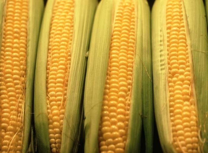 Corn